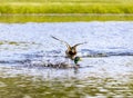 Mallard Duck Prepares For Attack Royalty Free Stock Photo