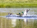 Mallard Duck Prepares For Attack Royalty Free Stock Photo