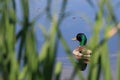 Mallard Duck Through Reeds Royalty Free Stock Photo