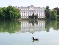 Mallard Duck Relaxing on Lake Leopoldskroner Weiher, Salzburg