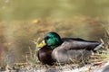 Mallard duck resting in Agua Caliente Regional Park - Tucson Arizona