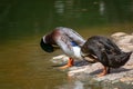 Mallard duck on the riverside on a sunny day