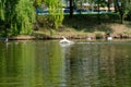 Mallard duck runs away from a mute swan on the lake. European birds. Funny in nature