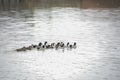 Mallard Duck Anas platyrhynchos swimming in the lake, Guzhen town of Zhongshan, Guangdong, China.