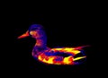 Mallard duck in scientific thermal imager