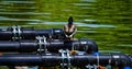 Mallard duck on a series of drainage pipes Royalty Free Stock Photo