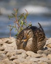 Mallard duck sitting on rocks