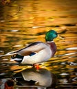 Mallard Duck Sitting By The Shade