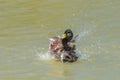 Mallard duck snorting