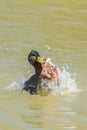 Mallard duck snorting Royalty Free Stock Photo