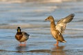 Mallard duck with spread wings on a frozen river, wildlife winter scene Royalty Free Stock Photo