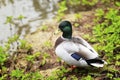 Mallard duck stand on riverbank