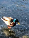 Mallard duck standing on frozen pond Royalty Free Stock Photo