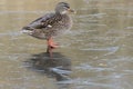 A mallard duck standing on ice Royalty Free Stock Photo