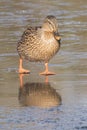 A mallard duck standing on ice Royalty Free Stock Photo