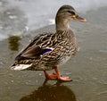 Mallard Duck Standing on Ice Royalty Free Stock Photo