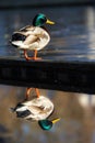 Mallard duck standing on a ledge near a lake Royalty Free Stock Photo