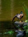 Mallard duck standing on one leg on the bank Royalty Free Stock Photo