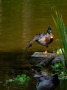 Mallard duck standing on one leg on the bank Royalty Free Stock Photo