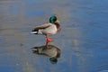 Mallard Duck Standing On Thin Ice