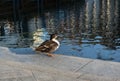 Mallard duck stands on embankment and looks at the water