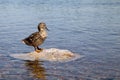 A Mallard duck stands on a rock in the middle of a river on a Sunny summer day.