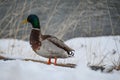 Mallard duck stands in a wintery setting surrounded by pristine snow Royalty Free Stock Photo