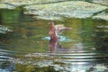 Mallard duck start flying by reeds and water lilys Royalty Free Stock Photo