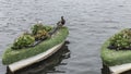 Mallard duck stood on a floating boat garden Royalty Free Stock Photo