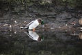 Mallard duckstood in the river preening Royalty Free Stock Photo
