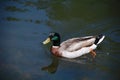 Mallard Duck Swimming Royalty Free Stock Photo