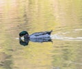 Mallard Duck Swimming in Antietam Lake Drinking Water Royalty Free Stock Photo