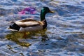 Mallard Duck Swimming in a Farm Pond Royalty Free Stock Photo