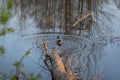 Mallard duck swimming in the forest lake Royalty Free Stock Photo