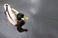 Mallard duck swimming in a lake Royalty Free Stock Photo