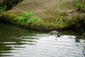 Mallard Duck swimming on lake, close-up, Nature Green Bird Wildlife. Royalty Free Stock Photo