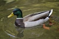 Mallard Duck Swimming Royalty Free Stock Photo