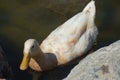 Mallard duck swimming near the rocks Royalty Free Stock Photo