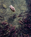 Mallard Duck Swimming Over Kokanee Salmon Royalty Free Stock Photo