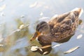 Mallard duck is swimming in the park pond. Yellow autumn leaves are floating nearby