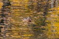 The Mallard duck swimming  in the pond Royalty Free Stock Photo