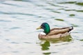 The mallard duck swimming in a pond at Bassin Octogonal in Tuil