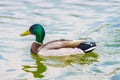 The mallard duck swimming in a pond at Bassin Octogonal.