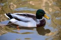 Mallard Duck swimming in a pond.