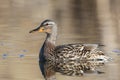 Mallard duck swimming in the pond Royalty Free Stock Photo