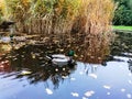 Mallard Duck swimming on pond. Royalty Free Stock Photo