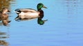 Mallard duck swimming pond reflection water blue Royalty Free Stock Photo