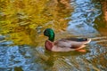 A Mallard Duck Swimming In A Pond With A Tree With Fall Colors Reflected In The Water. Royalty Free Stock Photo