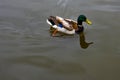 Mallard Duck Swimming with Reflection of Head Royalty Free Stock Photo