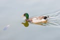 Mallard duck swimming in tranquil waters